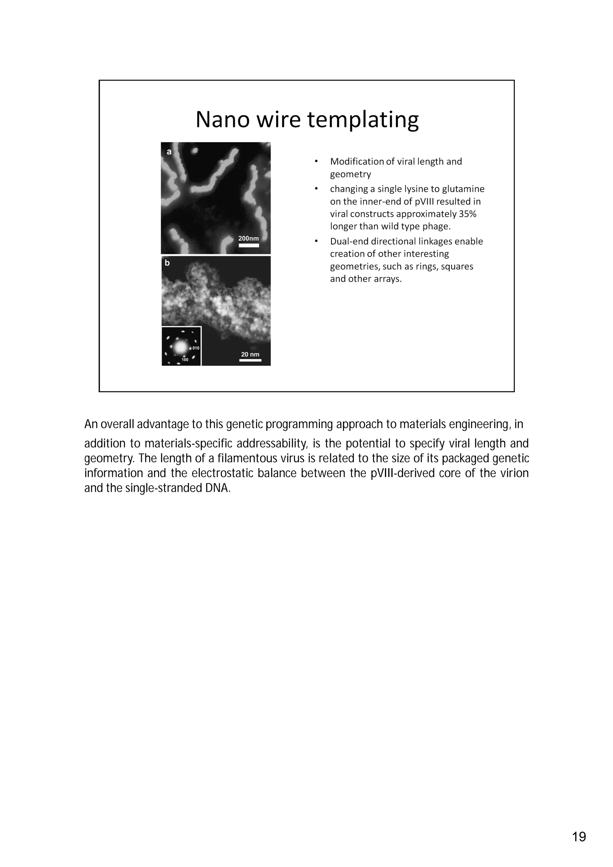An overall advantage to this genetic programming approach to materials engineering, in
addition to materials-specific addressability, is the potential to specify viral length and
geometry. The length of a filamentous virus is related to the size of its packaged genetic
information and the electrostatic balance between the pVIII-derived core of the virion
and the single-stranded DNA.




                                                                                              19
 