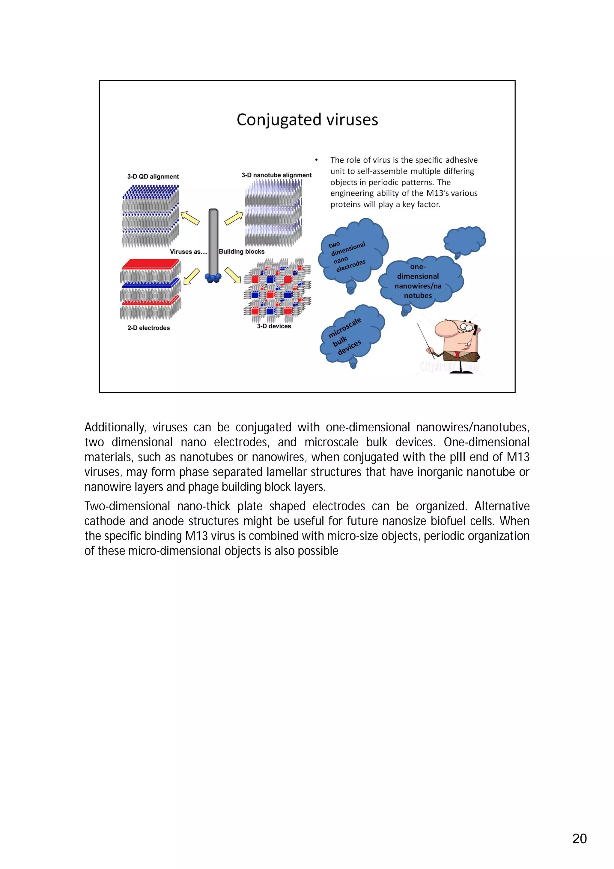 Additionally, viruses can be conjugated with one-dimensional nanowires/nanotubes,
two dimensional nano electrodes, and microscale bulk devices. One-dimensional
materials, such as nanotubes or nanowires, when conjugated with the pIII end of M13
viruses, may form phase separated lamellar structures that have inorganic nanotube or
nanowire layers and phage building block layers.
Two-dimensional nano-thick plate shaped electrodes can be organized. Alternative
cathode and anode structures might be useful for future nanosize biofuel cells. When
the specific binding M13 virus is combined with micro-size objects, periodic organization
of these micro-dimensional objects is also possible




                                                                                            20
 