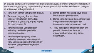 Di bidang pertanian telah banyak dilakukan rekayasa genetik untuk menghasilkan
tanaman unggul yang dapat meningkatkan produktivitas dan ketahanan pangan,
di antaranya sebagai berikut :
1. Tanaman tomat yang tahan busuk.
2. Tanaman jagung, kapas, dan
kedelai yang tahan terhadap
insektisida, yaitu jagung Bt, kapas
Bt, dan kedelai Bt.
3. Tanaman kapas yang resisten
terhadap herbisida (pestisida
pembasmi gulma).
4. Tanaman pepaya yang tahan
terhadap serangan virus ringspot,
yaitu varietas pepaya transgenik UH
Rainbow yang dikembangkan di
Hawaii.
5. Beras golden rice yang kaya akan
betakaroten (provitamin A)
6. Beras yang kaya zat besi, direkayasa
dengan menyisipkan gen dari
tanaman buncis ke tanaman padi.
7. Tebu transgenik dihasilkan oleh tim
peneliti Universitas Jember,
menghasilkan tebu yang tahan
kekeringan.
 