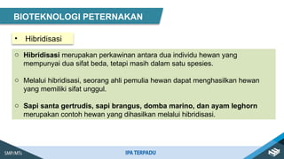 • Hibridisasi
BIOTEKNOLOGI PETERNAKAN
o Hibridisasi merupakan perkawinan antara dua individu hewan yang
mempunyai dua sifat beda, tetapi masih dalam satu spesies.
o Melalui hibridisasi, seorang ahli pemulia hewan dapat menghasilkan hewan
yang memiliki sifat unggul.
o Sapi santa gertrudis, sapi brangus, domba marino, dan ayam leghorn
merupakan contoh hewan yang dihasilkan melalui hibridisasi.
 