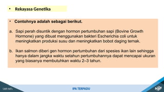 • Contohnya adalah sebagai berikut.
a. Sapi perah disuntik dengan hormon pertumbuhan sapi (Bovine Growth
Hormone) yang dibuat menggunakan bakteri Escherichia coli untuk
meningkatkan produksi susu dan meningkatkan bobot daging ternak.
b. Ikan salmon diberi gen hormon pertumbuhan dari spesies ikan lain sehingga
hanya dalam jangka waktu setahun pertumbuhannya dapat mencapai ukuran
yang biasanya membutuhkan waktu 2–3 tahun.
• Rekayasa Genetika
 