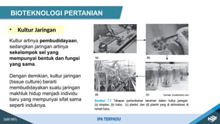 • Kultur Jaringan
BIOTEKNOLOGI PERTANIAN
Kultur artinya pembudidayaan,
sedangkan jaringan artinya
sekelompok sel yang
mempunyai bentuk dan fungsi
yang sama.
Dengan demikian, kultur jaringan
(tissue culture) berarti
membudidayakan suatu jaringan
makhluk hidup menjadi individu
baru yang mempunyai sifat sama
seperti induknya.
 