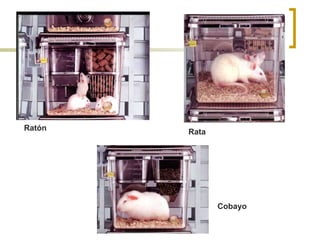 Ratón Rata
Cobayo
 