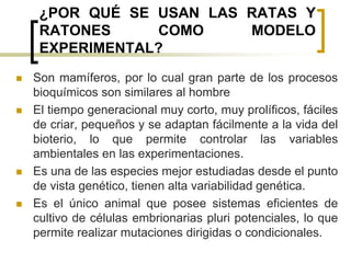 ¿POR QUÉ SE USAN LAS RATAS Y
RATONES COMO MODELO
EXPERIMENTAL?
 Son mamíferos, por lo cual gran parte de los procesos
bioquímicos son similares al hombre
 El tiempo generacional muy corto, muy prolíficos, fáciles
de criar, pequeños y se adaptan fácilmente a la vida del
bioterio, lo que permite controlar las variables
ambientales en las experimentaciones.
 Es una de las especies mejor estudiadas desde el punto
de vista genético, tienen alta variabilidad genética.
 Es el único animal que posee sistemas eficientes de
cultivo de células embrionarias pluri potenciales, lo que
permite realizar mutaciones dirigidas o condicionales.
 