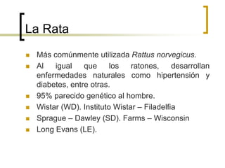 La Rata
 Más comúnmente utilizada Rattus norvegicus.
 Al igual que los ratones, desarrollan
enfermedades naturales como hipertensión y
diabetes, entre otras.
 95% parecido genético al hombre.
 Wistar (WD). Instituto Wistar – Filadelfia
 Sprague – Dawley (SD). Farms – Wisconsin
 Long Evans (LE).
 