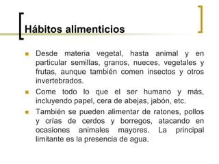 Hábitos alimenticios
 Desde materia vegetal, hasta animal y en
particular semillas, granos, nueces, vegetales y
frutas, aunque también comen insectos y otros
invertebrados.
 Come todo lo que el ser humano y más,
incluyendo papel, cera de abejas, jabón, etc.
 También se pueden alimentar de ratones, pollos
y crías de cerdos y borregos, atacando en
ocasiones animales mayores. La principal
limitante es la presencia de agua.
 