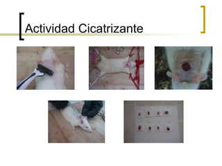 Actividad Cicatrizante
 