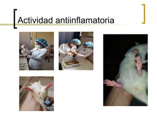 Actividad antiinflamatoria
 