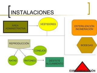 INSTALACIONES
ÁREA
ADMINISTRATIVA
VESTIDORES
ESTERILIZACIÓN
INCINERACIÓN
BODEGAS
REPRODUCCIÓN
RATAS RATONES DESTETE
ALOJAMIENTO
EXPERIMENTACIÓN
CONEJOS
 