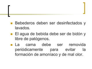  Bebederos deben ser desinfectados y
lavados.
 El agua de bebida debe ser de bidón y
libre de patógenos.
 La cama debe ser removida
periódicamente para evitar la
formación de amoníaco y de mal olor.
 