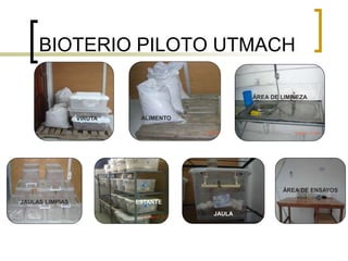 BIOTERIO PILOTO UTMACH
ÁREA DE LIMPIEZA
JAULAS LIMPIAS
ALIMENTOVIRUTA
ESTANTE
JAULA
ÁREA DE ENSAYOS
 