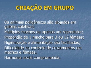 CRIAÇÃO EM GRUPO
Os animais poligâmicos são alojados em
gaiolas coletivas;
Múltiplos machos ou apenas um reprodutor;
Proporção de 1 macho para 3 ou 12 fêmeas;
Higienização e alimentação são facilitadas;
Dificuldade no controle de cruzamentos em
machos e fêmeas;
Harmonia social comprometida.

 