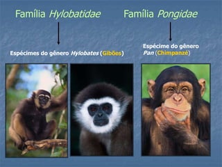 Família Hylobatidae

Família Pongidae

Espécimes do gênero Hylobates (Gibões)

Espécime do gênero
Pan (Chimpanzé)

 
