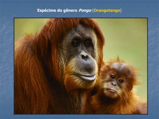 Espécime do gênero Pongo (Orangotango)

 