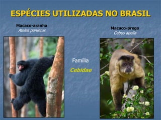 ESPÉCIES UTILIZADAS NO BRASIL
Macaco-aranha

Macaco-prego

Ateles paniscus

Cebus apella

Família

Cebidae

 