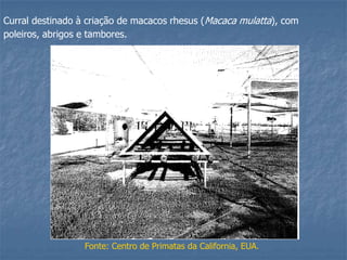 Curral destinado à criação de macacos rhesus (Macaca mulatta), com
poleiros, abrigos e tambores.

Fonte: Centro de Primatas da California, EUA.

 