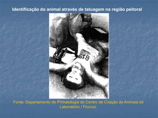 Identificação do animal através de tatuagem na região peitoral

Fonte: Departamento de Primatologia do Centro de Criação de Animais de
Laboratório / Fiocruz.

 