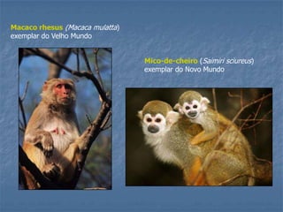 Macaco rhesus (Macaca mulatta)
exemplar do Velho Mundo
Mico-de-cheiro (Saimiri sciureus)
exemplar do Novo Mundo

 
