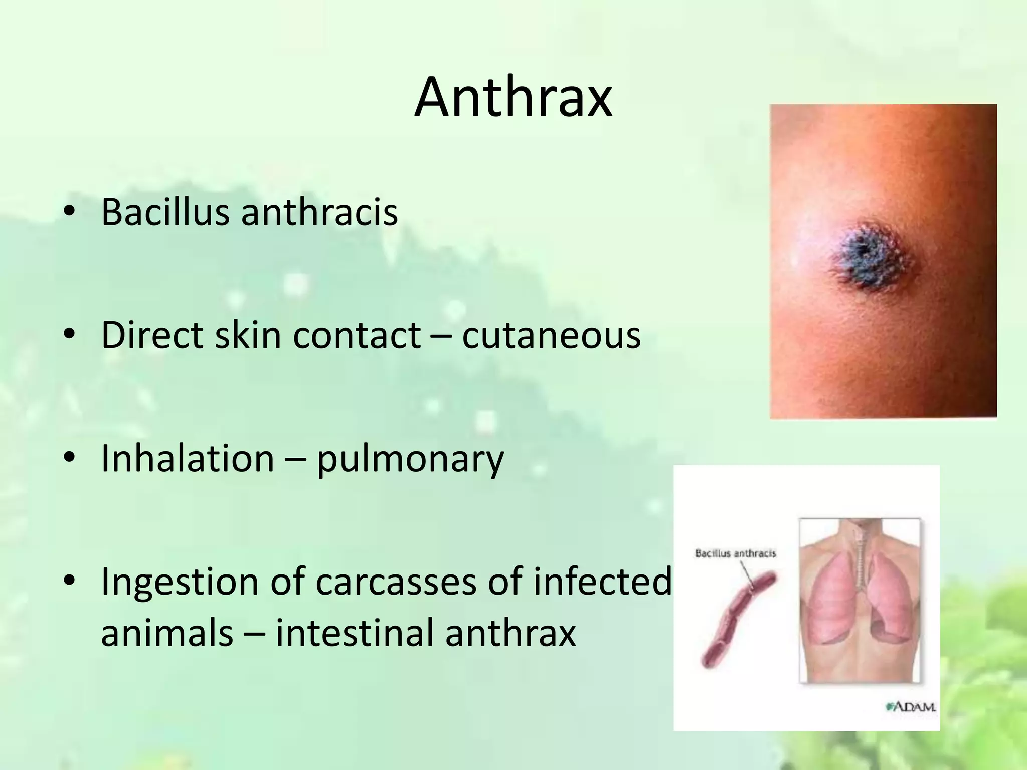 Anthrax
• Bacillus anthracis
• Direct skin contact – cutaneous
• Inhalation – pulmonary
• Ingestion of carcasses of infected
animals – intestinal anthrax
 