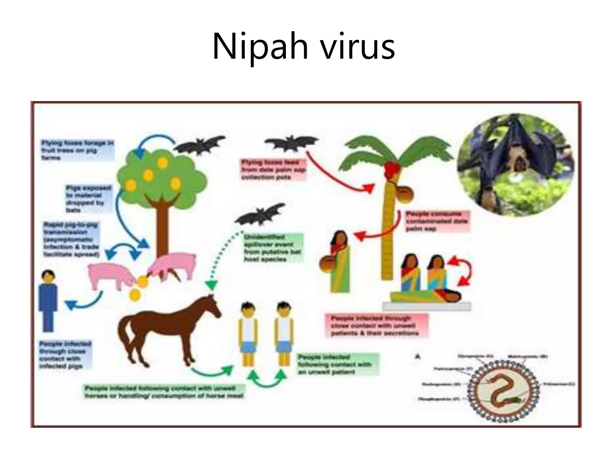 Nipah virus
 