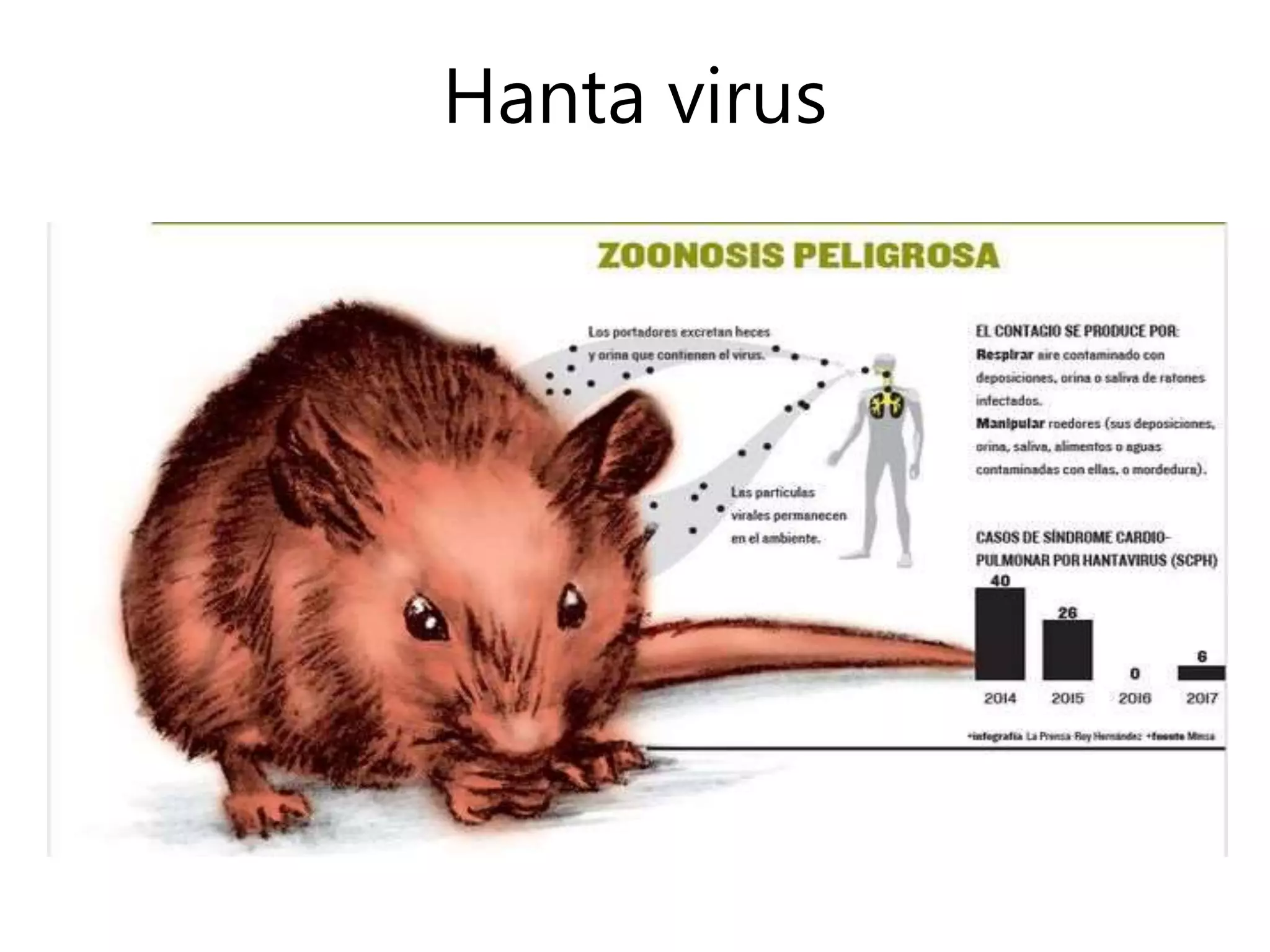Hanta virus
 