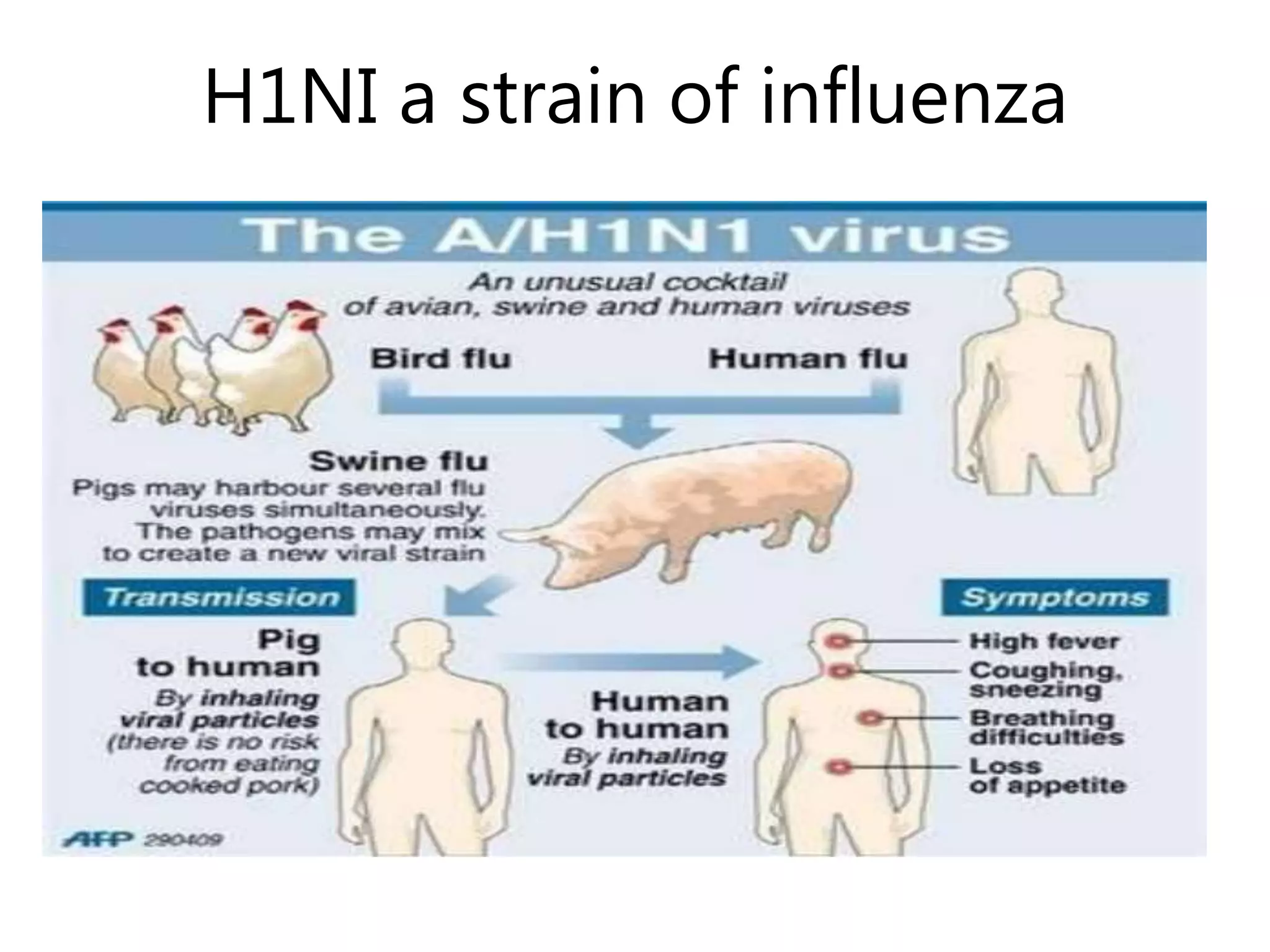H1NI a strain of influenza
 