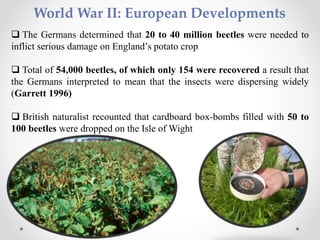 World War II: European Developments
 The Germans determined that 20 to 40 million beetles were needed to
inflict serious damage on England’s potato crop
 Total of 54,000 beetles, of which only 154 were recovered a result that
the Germans interpreted to mean that the insects were dispersing widely
(Garrett 1996)
 British naturalist recounted that cardboard box-bombs filled with 50 to
100 beetles were dropped on the Isle of Wight
 