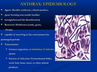 ANTHRAX: EPIDEMIOLOGYANTHRAX: EPIDEMIOLOGY
 Agent:Agent: Bacillus anthracisBacillus anthracis, a Gram-positive,, a Gram-positive,
 spore forming non-motile bacillusspore forming non-motile bacillus
 (straightforward lab identification)(straightforward lab identification)
 ReservoirReservoir: Herbivores (cattle, goats,: Herbivores (cattle, goats,
sheep),sheep),
 capable of surviving in the environment forcapable of surviving in the environment for
prolonged periodsprolonged periods
 TransmissionTransmission
 Contact, ingestion, orContact, ingestion, or inhalation of infectiveinhalation of infective
sporesspores
 Sources of infection: Contaminated hides,Sources of infection: Contaminated hides,
wool, hair, bone, meat, or other animalwool, hair, bone, meat, or other animal
productsproducts
 