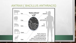 ANTRAX ( BACILLUS ANTHRACIS)
 