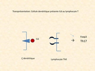Transprésentation: Cellule dendritique présente IL6 au lymphocyte T
Ç dendritique Lymphocyte Th0
→ Th17
Foxp3
 