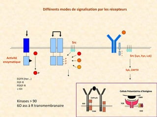 - Phosphatases (SHP1, SHP2, SHIP…)
Mécanismes régulateurs des voies de signalisation
P
Tyr Ser
P
P
Stat5A
-Dominants Négat...