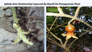 Insects and their biotic environment | PPTX