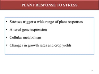 • Stresses trigger a wide range of plant responses
• Altered gene expression
• Cellular metabolism
• Changes in growth rates and crop yields
PLANT RESPONSE TO STRESS
36
 
