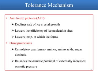 • Anti freeze proteins (AFP)
 Declines rate of ice crystal growth
 Lowers the efficiency of ice nucleation sites
 Lowers temp. at which ice forms
• Osmoprotectants
 Osmolytes- quarternary amines, amino acids, sugar
alcohols
 Balances the osmotic potential of externally increased
osmotic pressure
Tolerance Mechanism
40
 