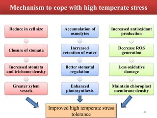 Mechanism to cope with high temperate stress
Reduce in cell size
Closure of stomata
Increased stomata
and trichome density
Greater xylem
vessels
Accumulation of
osmolytes
Increased
retention of water
Better stomatal
regulation
Enhanced
photosynthesis
Increased antioxidant
production
Decrease ROS
generation
Less oxidative
damage
Maintain chloroplast
membrane density
Improved high temperate stress
tolerance
42
 