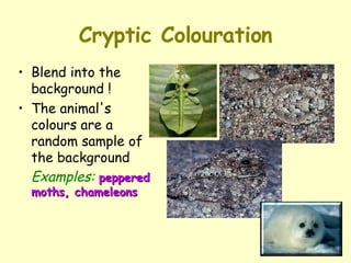 Cryptic Colouration Blend into the background ! The animal's colours are a random sample of the background Examples:   peppered moths, chameleons 