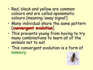 Red, black and yellow are common colours and are called aposematic colours (meaning ‘away signal’)  Many individual share the same pattern [ convergent evolution ] This prevents young from having to try many combinations to learn all of the animals not to eat This convergent evolution is a form of  mimicry   