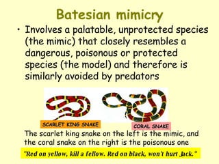Batesian mimicry Involves a palatable, unprotected species (the mimic) that closely resembles a  dangerous, poisonous  or protected species (the model) and therefore is similarly avoided by predators The scarlet king snake on the left is the mimic, and the coral snake on the right is the poisonous one SCARLET KING SNAKE CORAL SNAKE "Red on yellow, kill a fellow. Red on black, won't hurt Jack."   