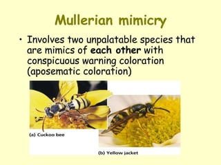 Mullerian mimicry Involves  two unpalatable species that are mimics of  each other  with conspicuous warning coloration (aposematic coloration) 