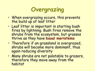Overgrazing When overgrazing occurs, this prevents the build up of leaf litter  Leaf litter is important in starting bush fires by lightning. Bush fires remove the shrubs from the ecosystem, but grasses thrive as they have  basal meristems Therefore if an grassland is overgrazed, shrubs will become more dominant, thus again reducing diversity  Many shrubs are not palatable to grazers, therefore they move away from the habitat 