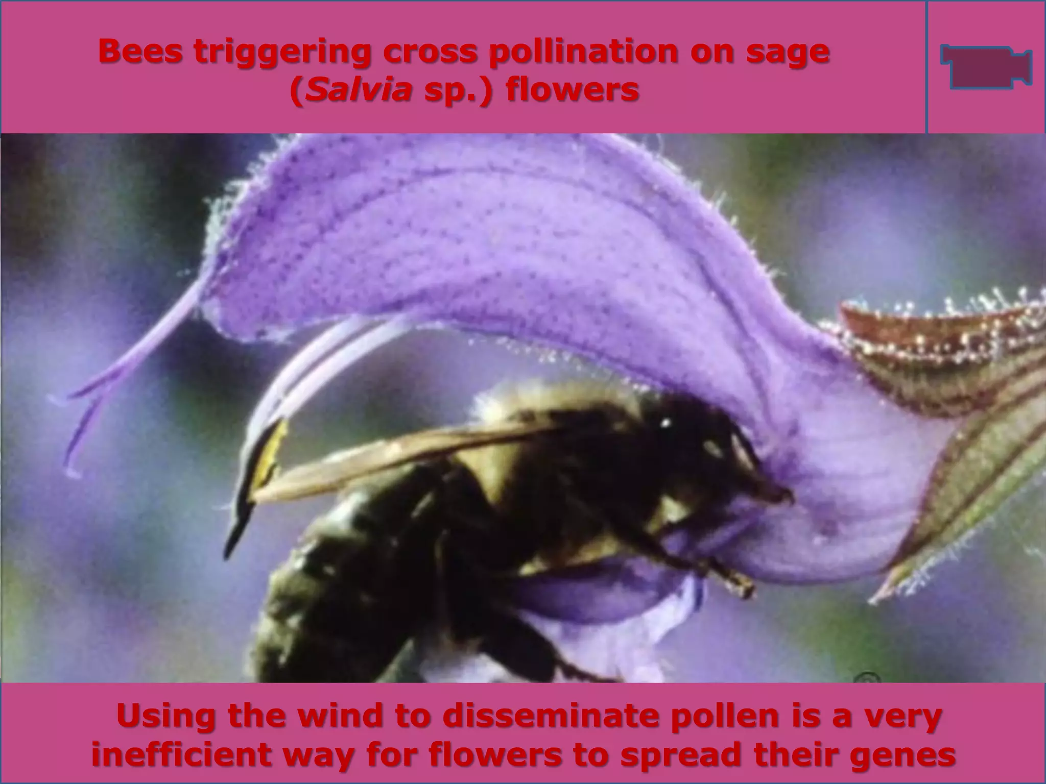Biotic relationships Part 3 Some striking examples of … pollination | PDF