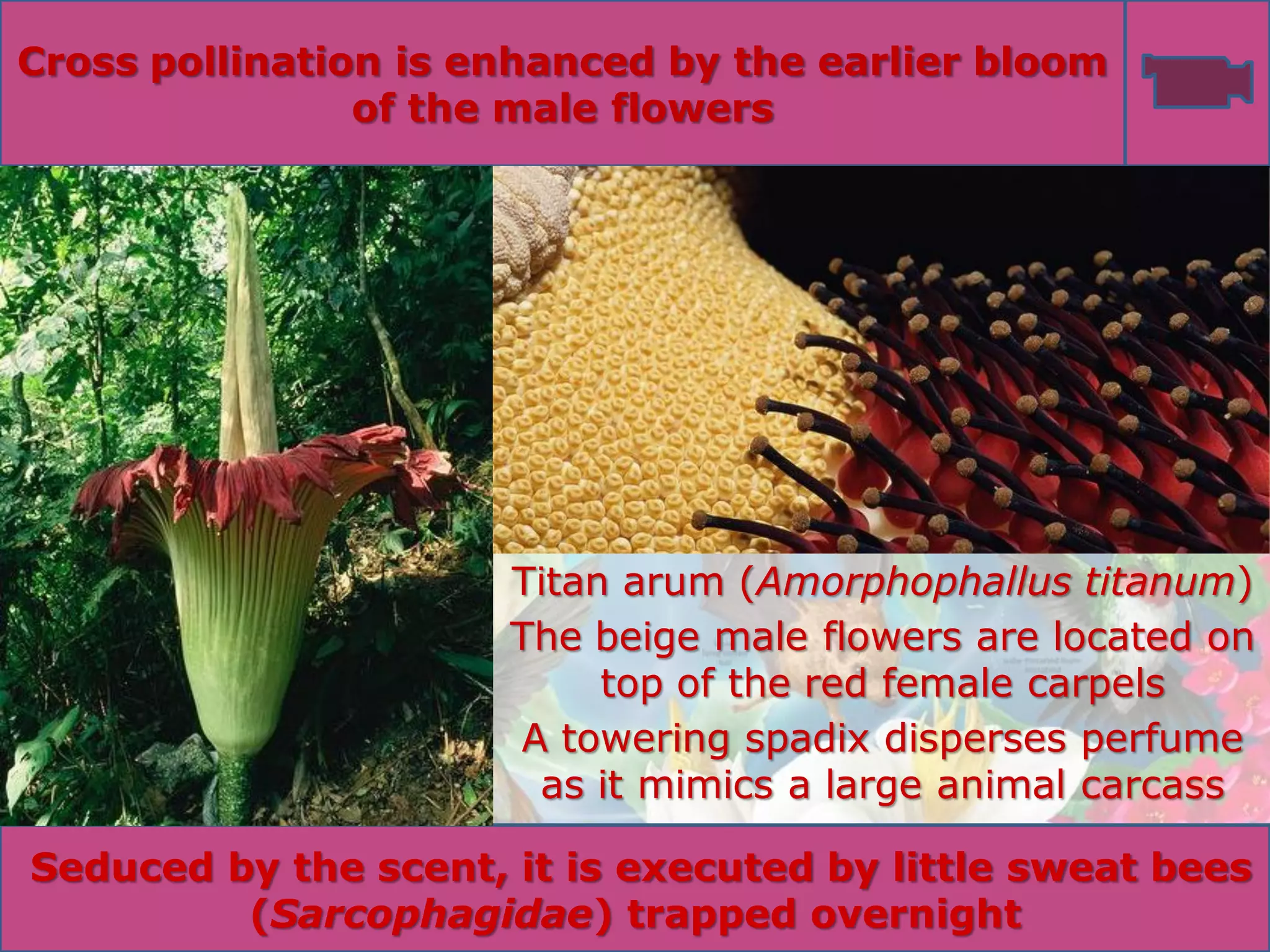 Biotic relationships Part 3 Some striking examples of … pollination | PDF