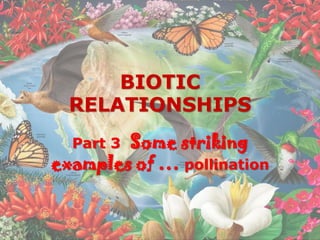 BIOTIC
RELATIONSHIPS
Part 3 Some striking
examples of … pollination
 