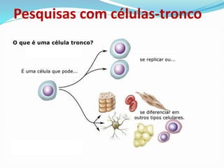 Pesquisas com células-tronco
 