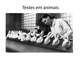 Testes em animais
 