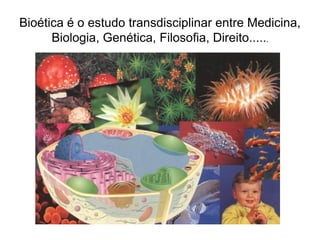 Bioética é o estudo transdisciplinar entre Medicina,
Biologia, Genética, Filosofia, Direito.....,
 