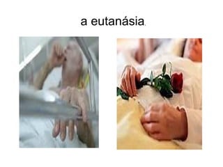 a eutanásia,
 