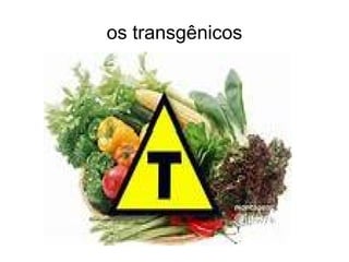 os transgênicos
 