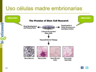 Uso células madre embrionarias atención atención 