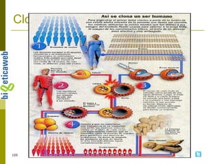 Clonación: cómo 